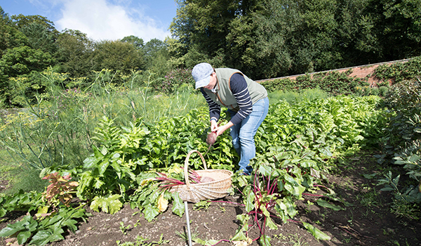 Beetroot – one of our favourite seasonal ingredients