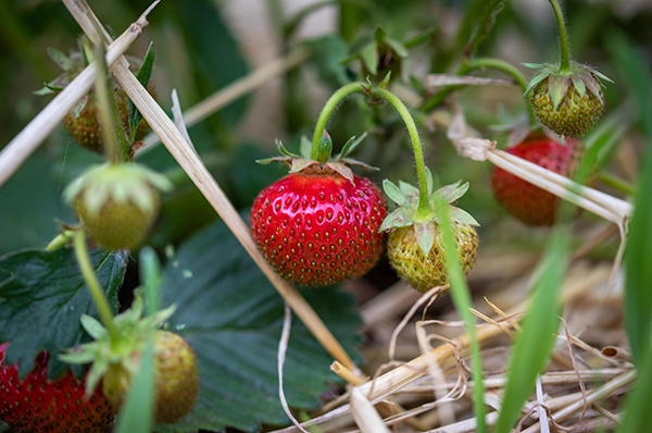 Pantry Ingredient – Strawberries, Our First Fruit of the Year