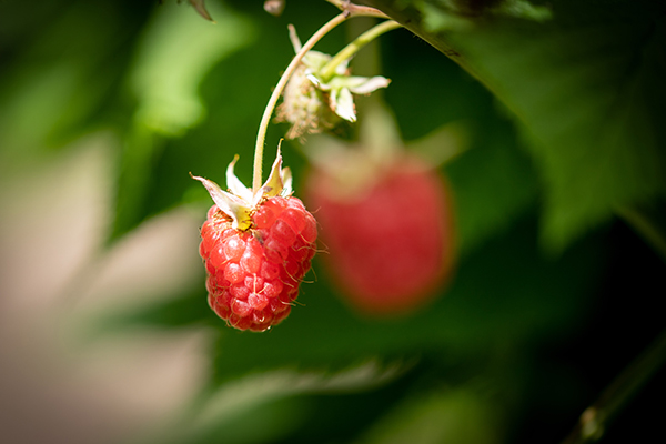 Pantry Ingredient – The Loveliness of Raspberries